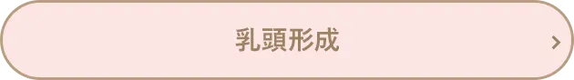 乳頭形成