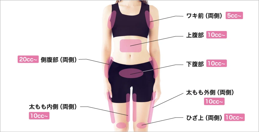 体（正面）の部位