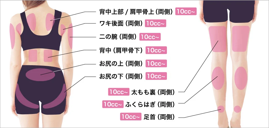 体（背面）の部位