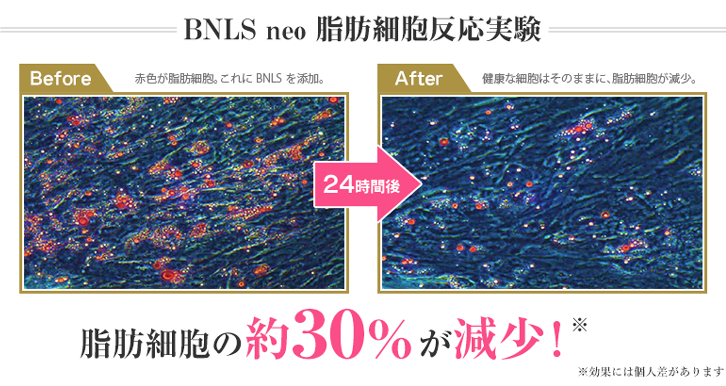 BNLSneo脂肪細胞反応実験 脂肪細胞の約30%が減少！