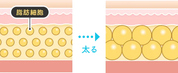 脂肪細胞イメージイラスト