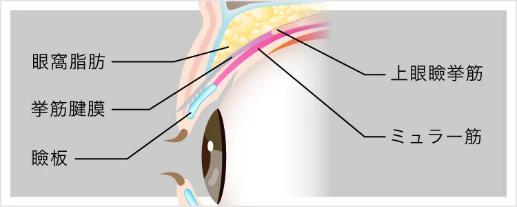 まぶたの仕組み